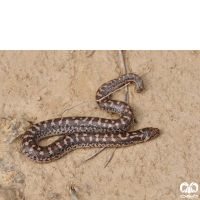 گونه کورمار معمولی Common Sand Boa